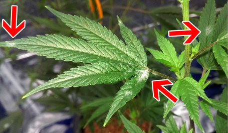 Identificação de fungos do mofo em folhas de cannabis